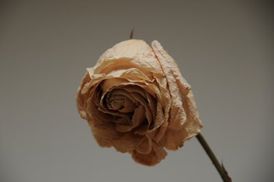 La rose se meurt_4288069483_l.jpg